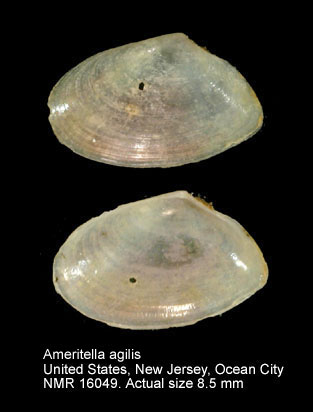 Ameritella agilis.jpg - Ameritella agilis(Stimpson,1857)